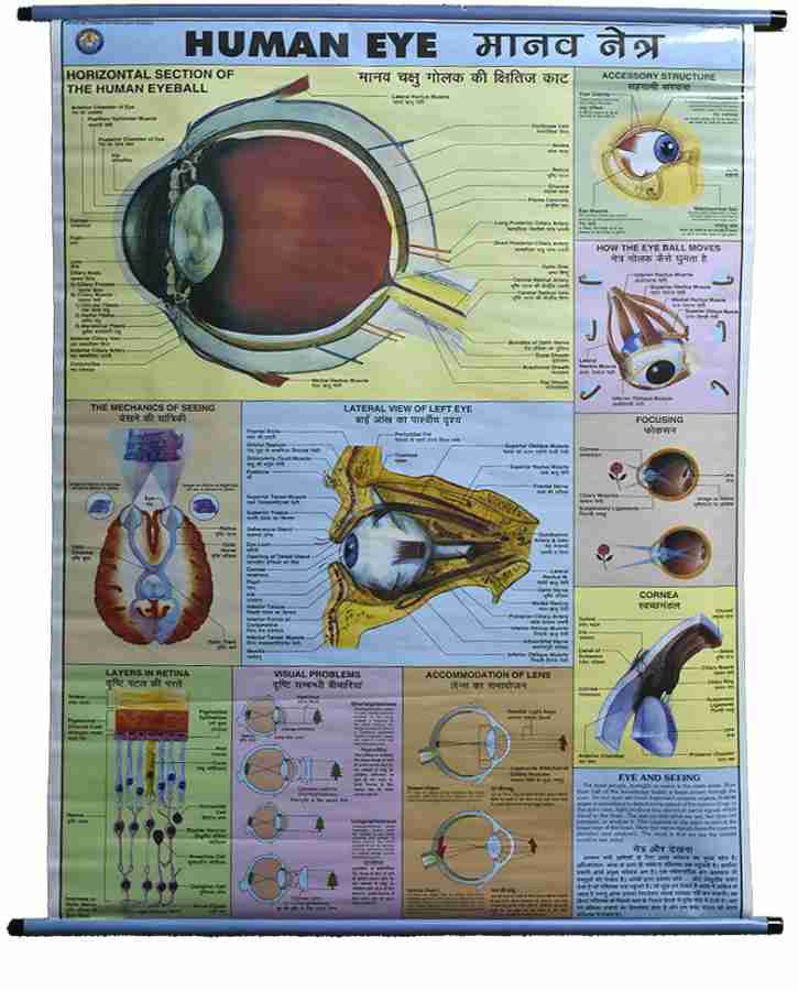 ROLLUP CHART OF PARTS OF BODY (PIPE MOUNTED) Photographic Paper -  Educational posters in India - Buy art, film, design, movie, music, nature  and educational paintings/wallpapers at