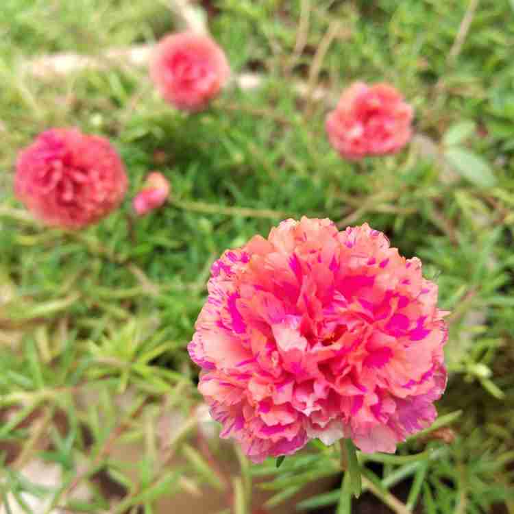 Table rose shop plant online
