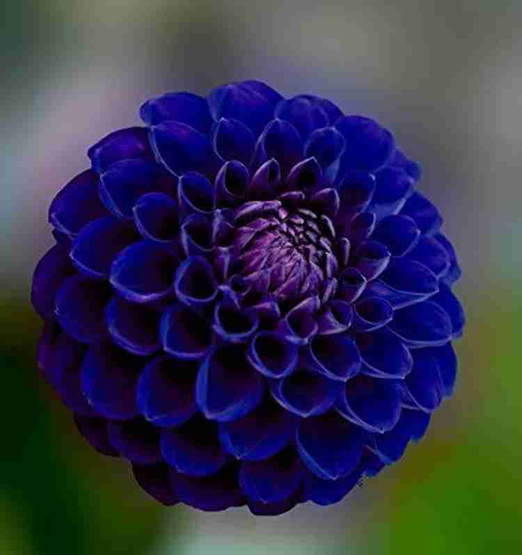 DIOART NBIR 366 Dahlia Blue Wish Seed Price in India Buy
