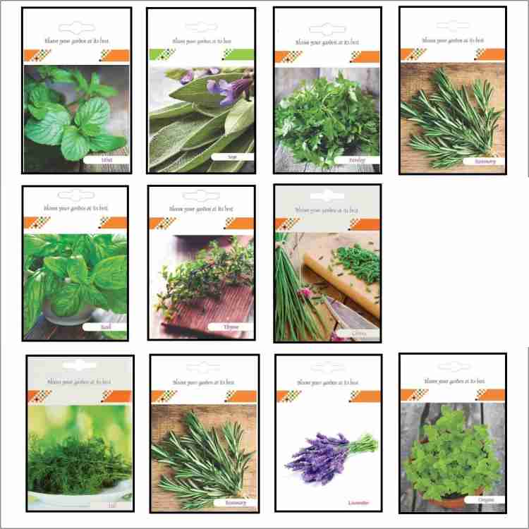 CYBEXIS Rosemary Basil Thyme Chives Dill Lavander Oregano