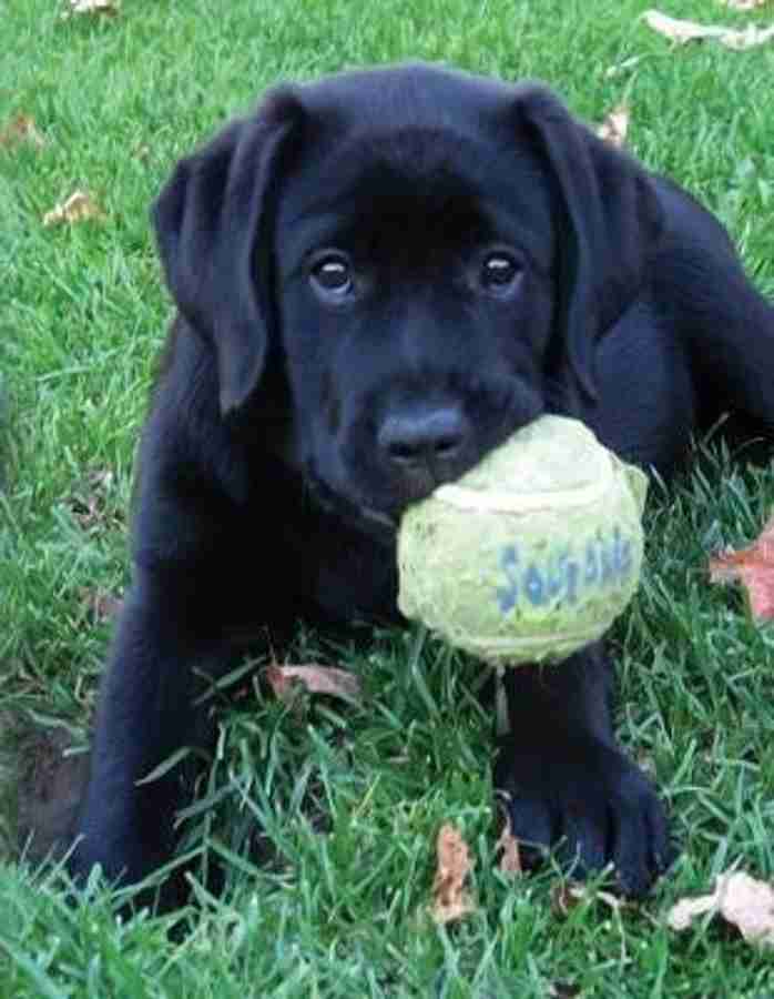 Buy black labrador puppy new arrivals