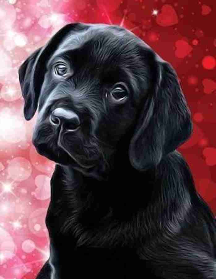 Buy black hot sale labrador