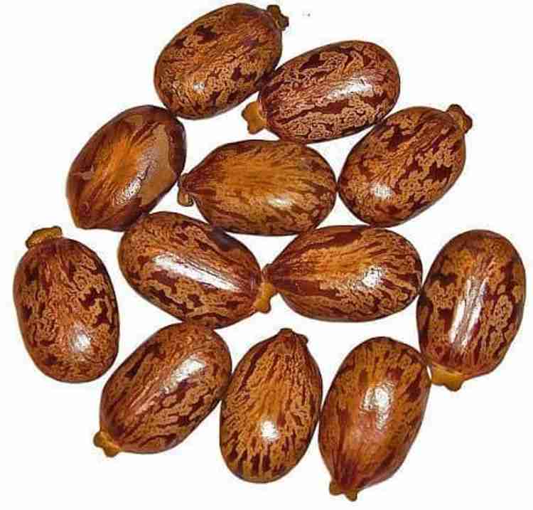 MG Naturals CASTOR SEEDS Seed Price in India - Buy MG Naturals CASTOR SEEDS  Seed online at Flipkart.com
