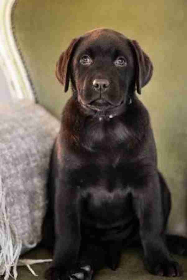 The Labrador Retriever Puppy Dog Journal Buy The Labrador