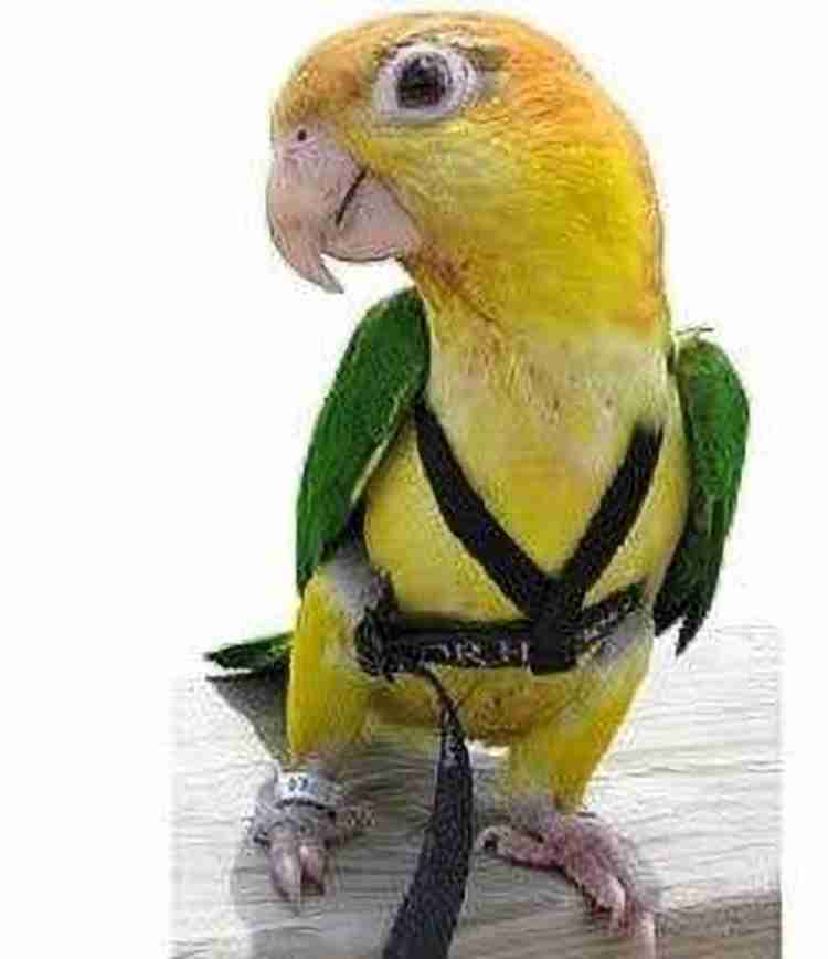 Bird harness hotsell and leash