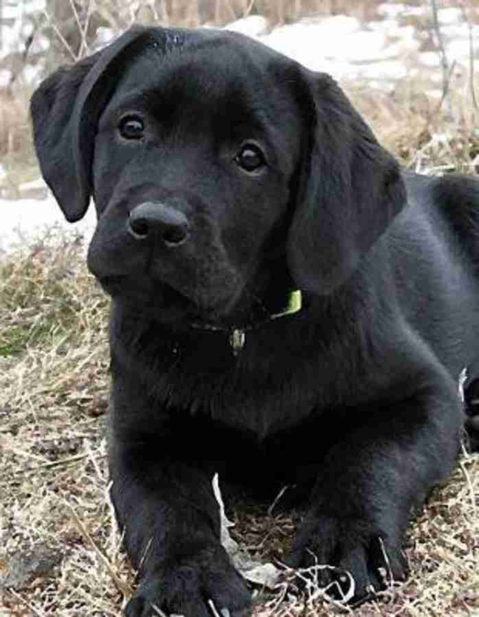 Labrador dog shop puppy online purchase