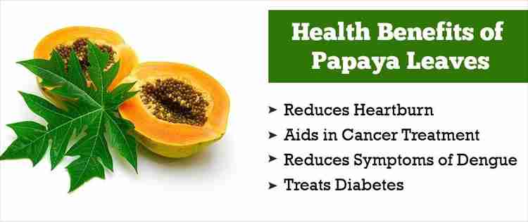 Amishi Papaya Leaf Powder Carica Papaya Ayurvedic Herb for Digestion and Increasing Platelets for Normal Blood Sugar Levels Anti Oxidant Agent 100 Gram Price in India Buy Amishi Papaya Leaf Powder