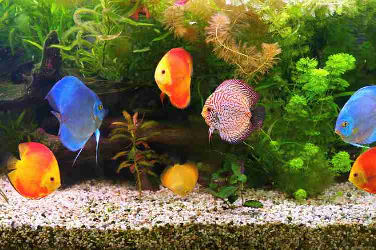 Cheap online aquarium gravel