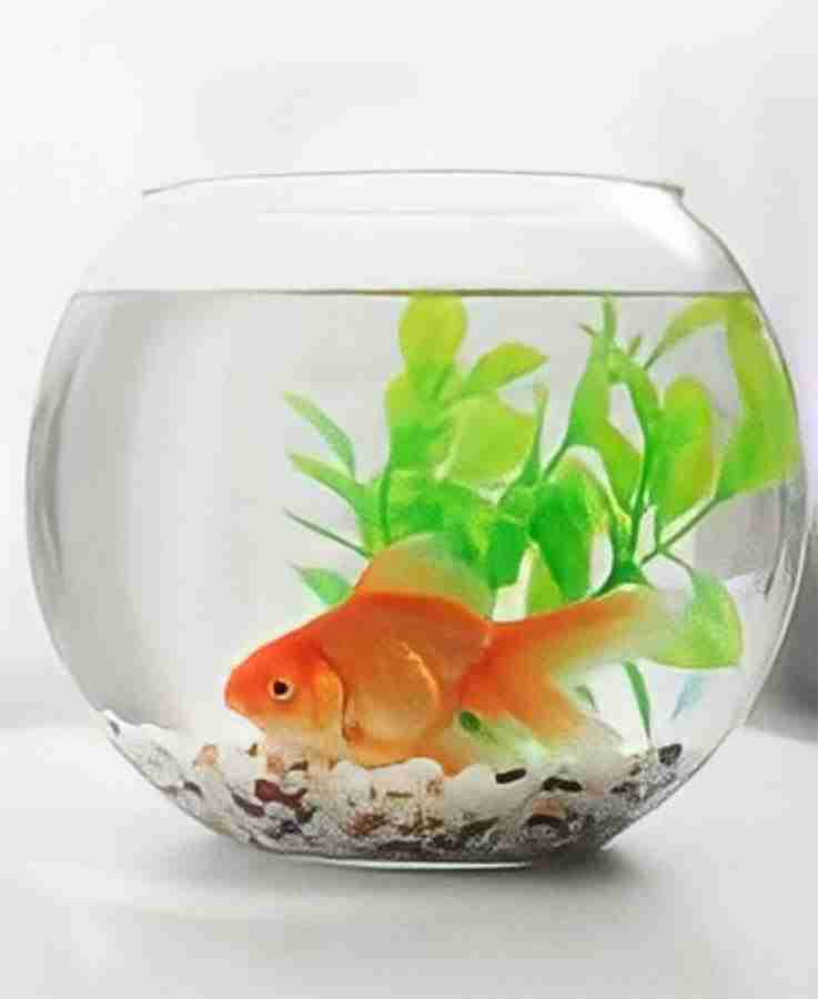 Fish bowl price online clearance