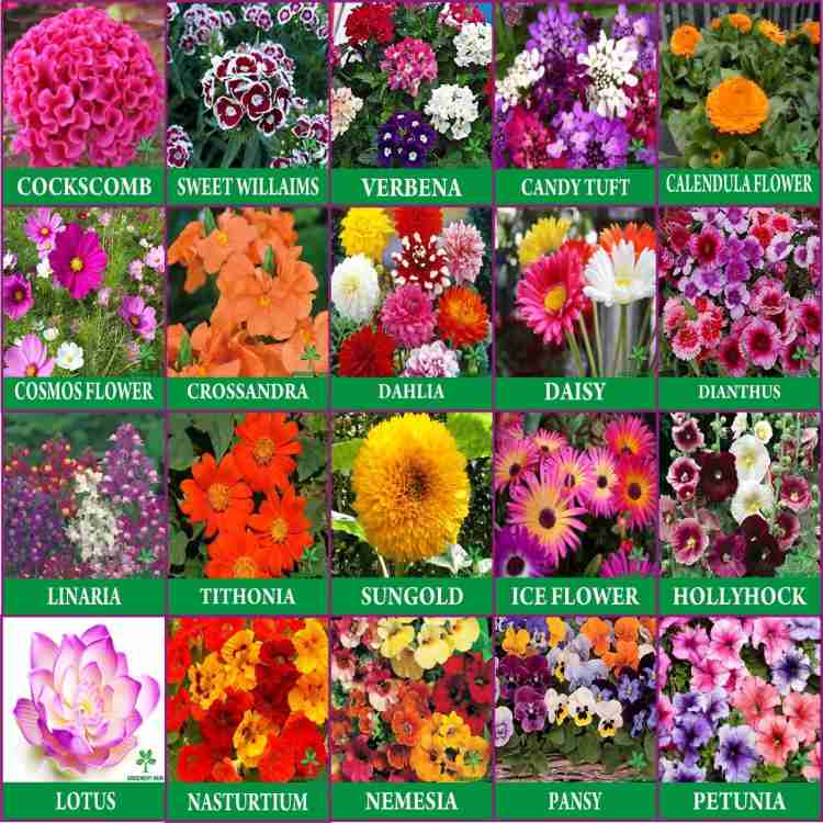 Set of 50 Assorted Flower Seed Packets! Flower Seeds in Bulk - 20+ Varieties Ava