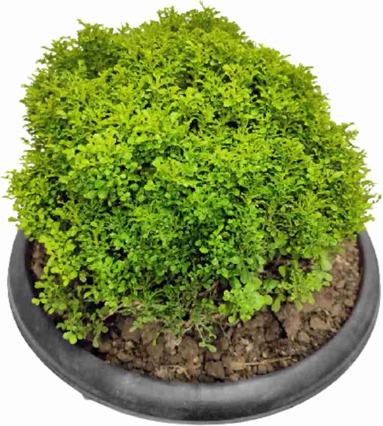 Table kamini deals plant price