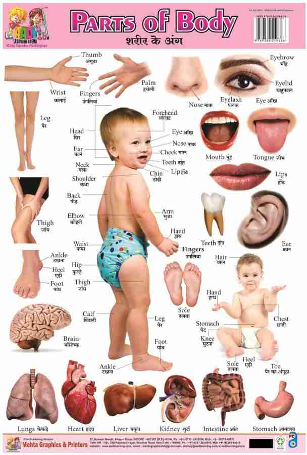 Buy non terrible plastic chart of body parts by mehta graphics at Low Price  in India