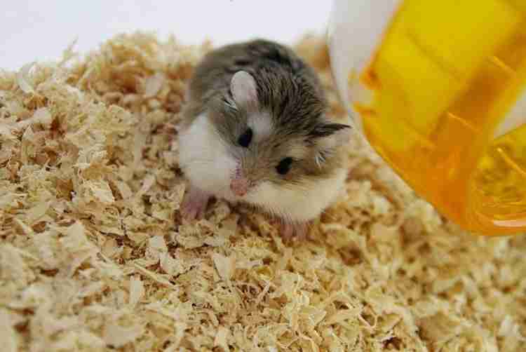 Wood bedding for hamsters top