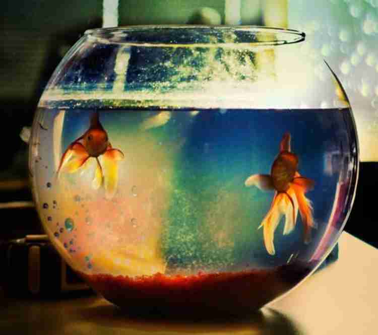 5 litre fish bowl cheap
