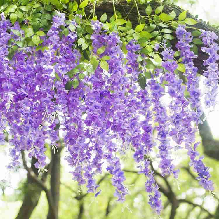 https://rukminim2.flixcart.com/image/750/900/ku8pbbk0/artificial-flower/i/g/d/6-6-pack-artificial-wisteria-vine-ratta-fake-wisteria-hanging-original-imag7eq4pbhy3sbx.jpeg?q=20&crop=false