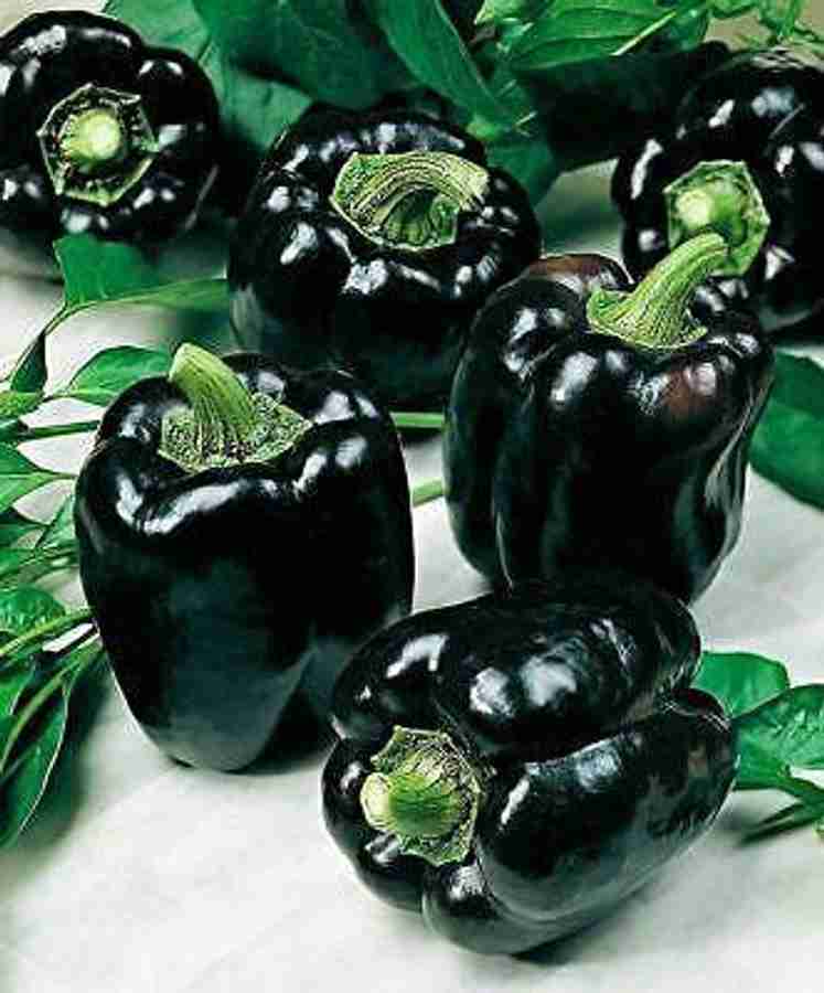 Black bell peppers deals