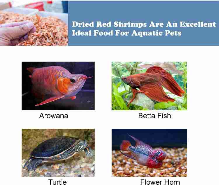 Dried shrimp for betta fish shop