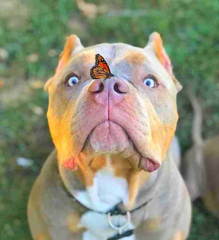 Cute Dog Amerrican Pit Bull Terrier Poster Multicolor Photo Paper