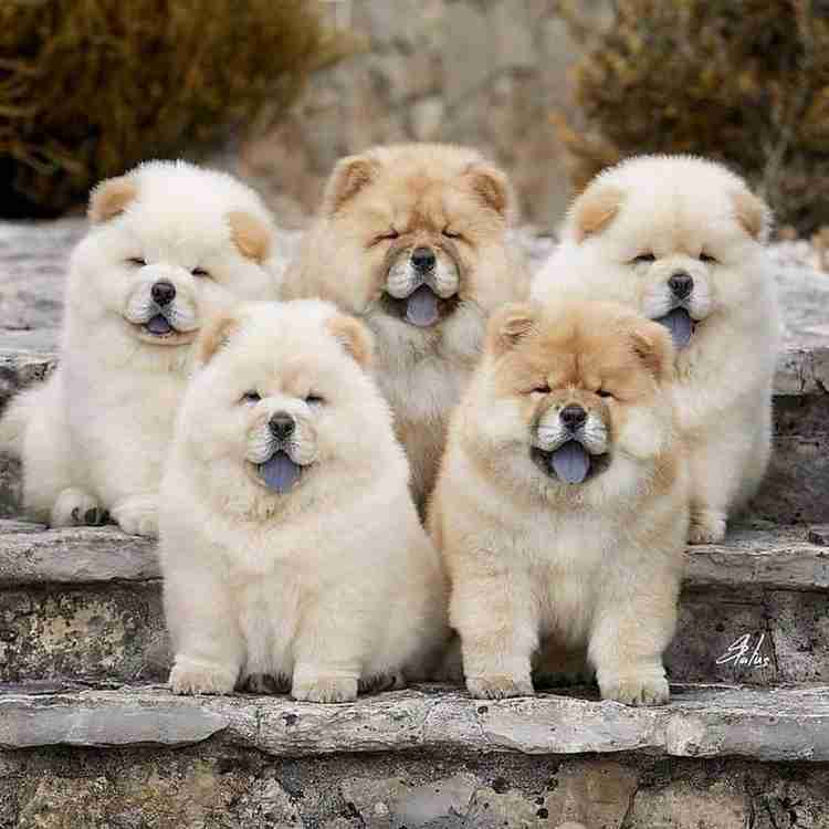 Cute Akita Chow Dog Multicolour Photo Paper Print Poster Photographic Paper Animals posters in India Buy art film design movie music nature and educational paintings wallpapers at Flipkart