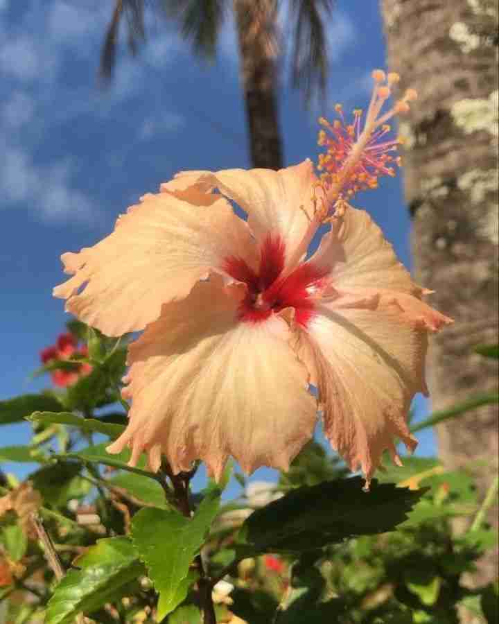 Hibiscus deals plants online