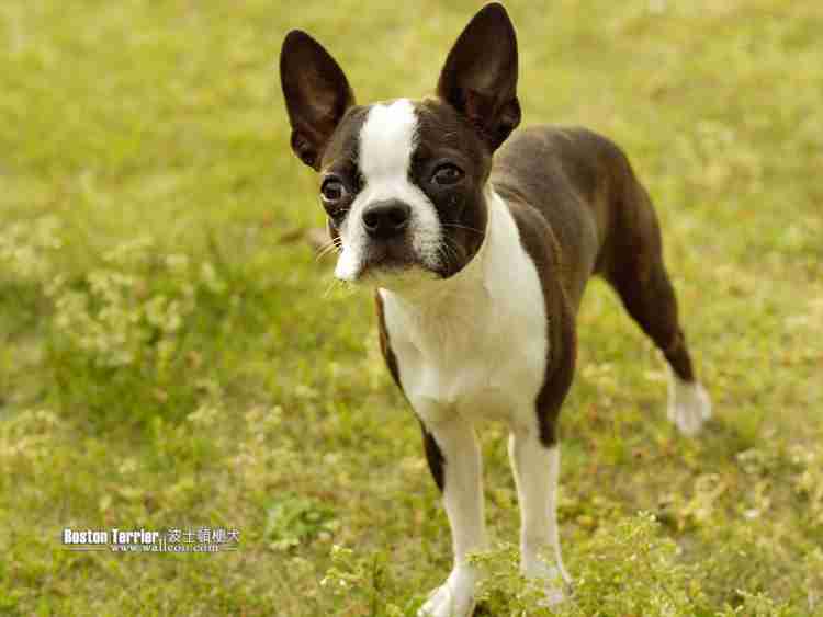 Boston terrier pekingese mix clearance