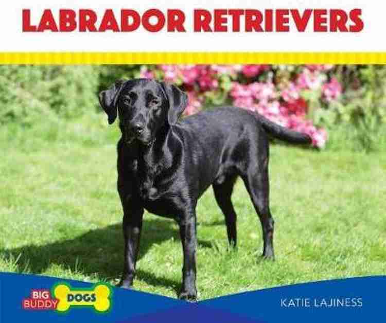 Buy Labrador Retrievers by Lajiness Katie at Low Price in India