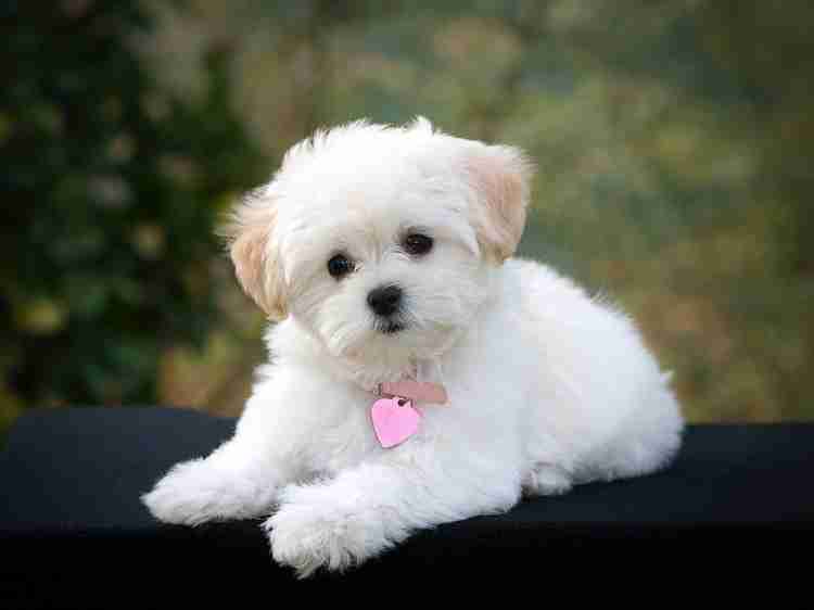 Cute small 2024 white puppies