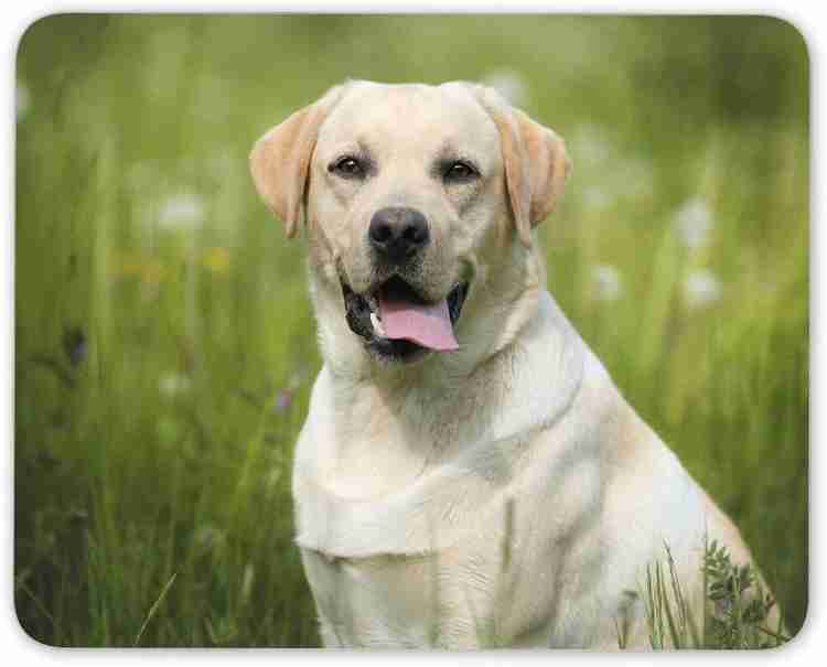 White golden cheap lab