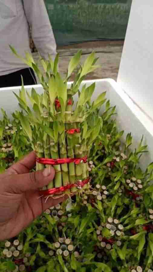 natikrd Two Layer Bamboo Plant Price in India - Buy natikrd Two Layer  Bamboo Plant online at Flipkart.com