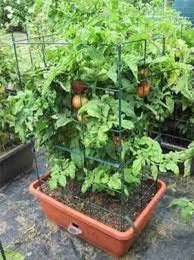 Beefsteak Tomato (per lb) – Richmond GAIA Farm