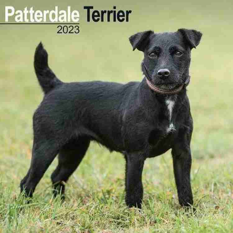 Patterdale store terrier price