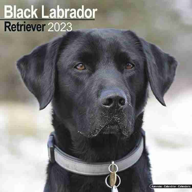 Labrador dog price in flipkart discount