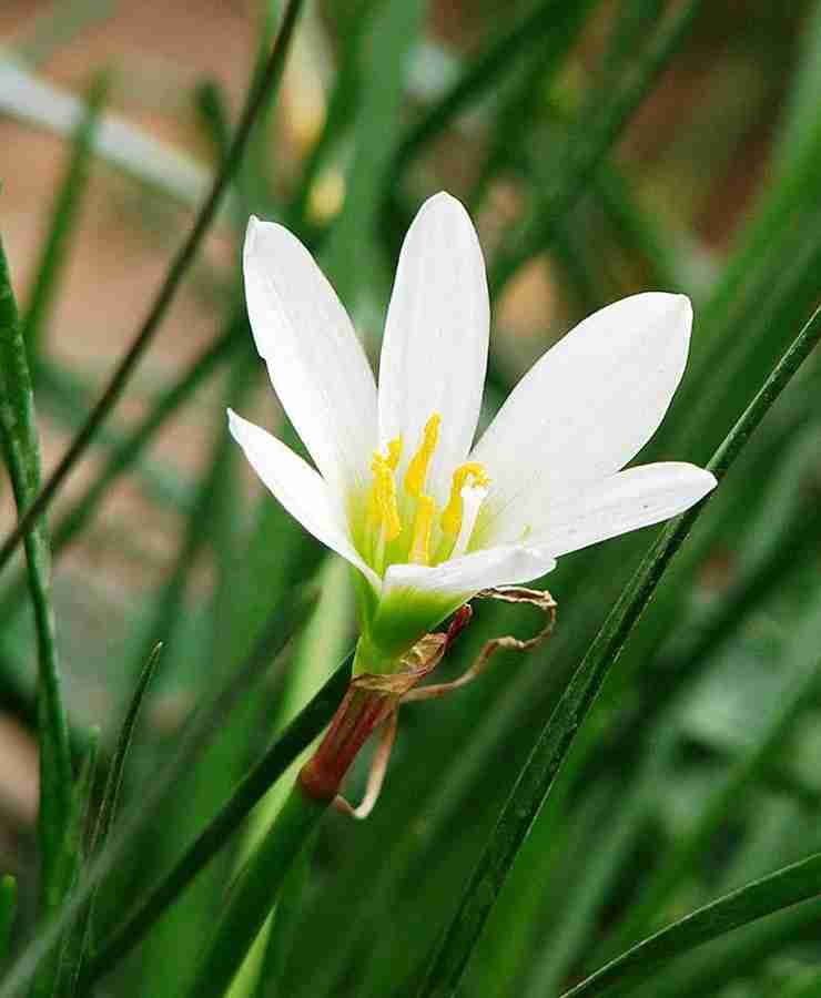 White on sale rain lily