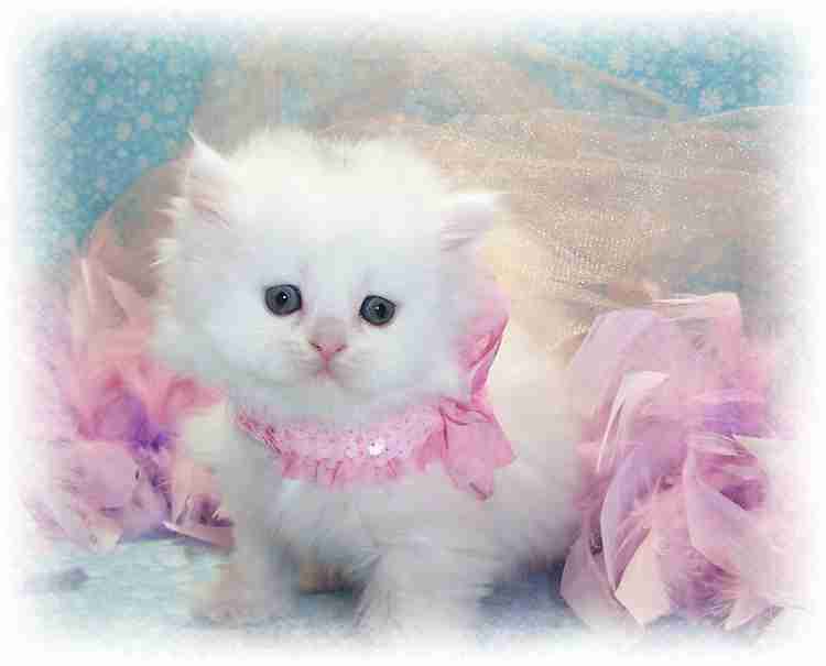 Small cute kitty on sale