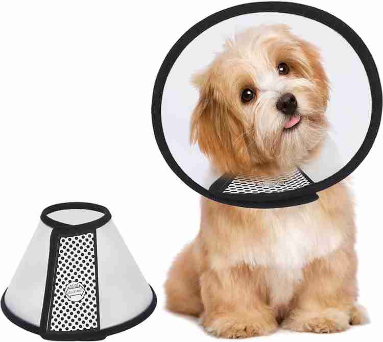 Dog in elizabethan collar outlet