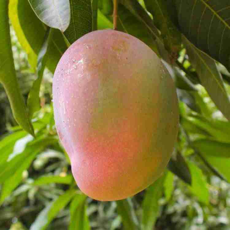 The mango discount store online