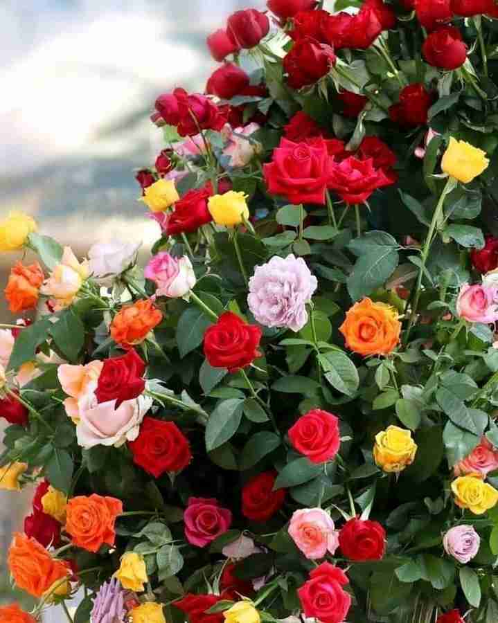 Online rose outlet plant