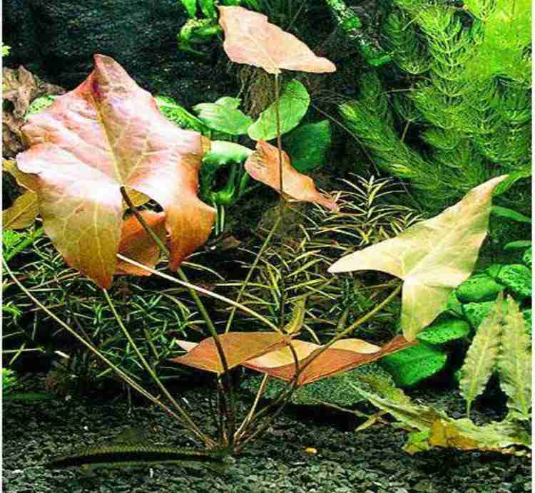Aquarium water lily bulbs cheap