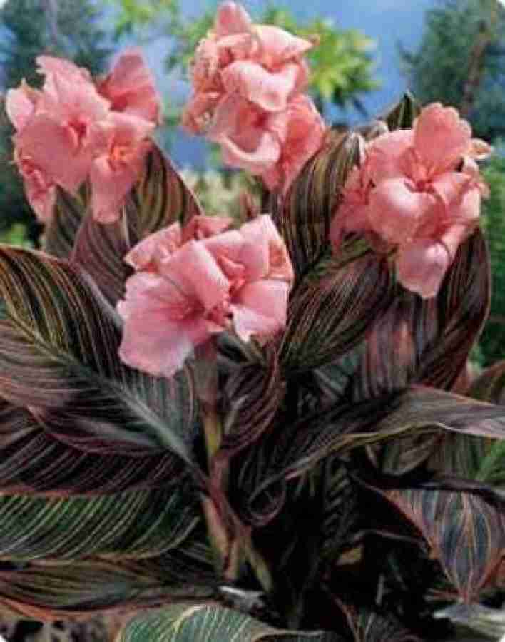 Radha Krishna Agriculture Canna Lily Flower Bulbs Pink (Pack of 15) Seed  Price in India - Buy Radha Krishna Agriculture Canna Lily Flower Bulbs Pink  (Pack of 15) Seed online at