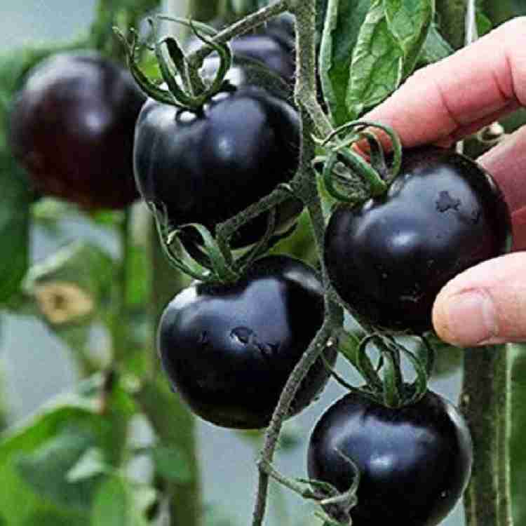 VibeX ® LXI-1045 Indigo Rose - Jet Black Tomatoes Full 