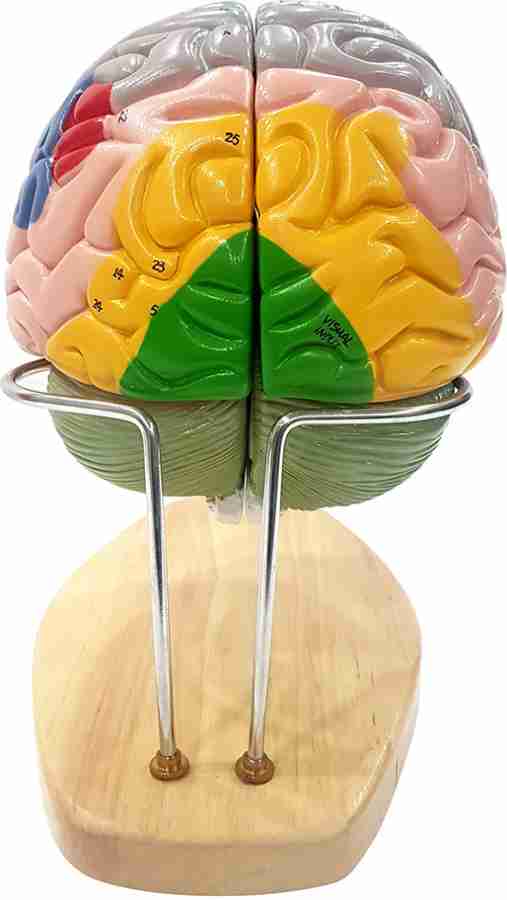 Zx Brain Model Deluxe Enlarged 4 parts Anatomical Body Model Price 