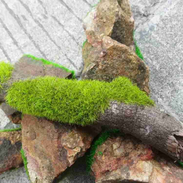 SEWACC 1 Fake Moss Fairy Garden Moss Natural Moss Terrarium Moss Live  Preserved Forest Moss Moss for Succulents Craft Moss Artificial Dried Moss  for Crafts Moss Bonsai Flaky : : Home 