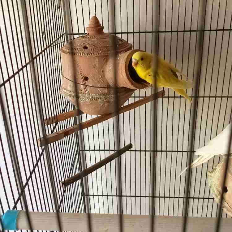 KraftsKala Natural Mud Bird Nest Breeding Box for Sparrows Budgies Finches Love Birds Bird House Price in India Buy KraftsKala Natural Mud Bird Nest Breeding Box for Sparrows Budgies Finches Love