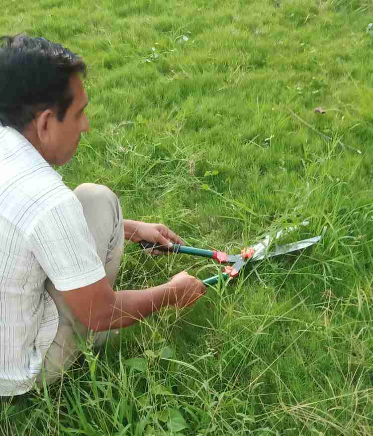Lawn cutting scissors discount