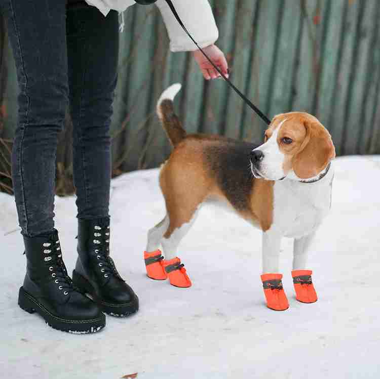 Beagle clearance shoes price
