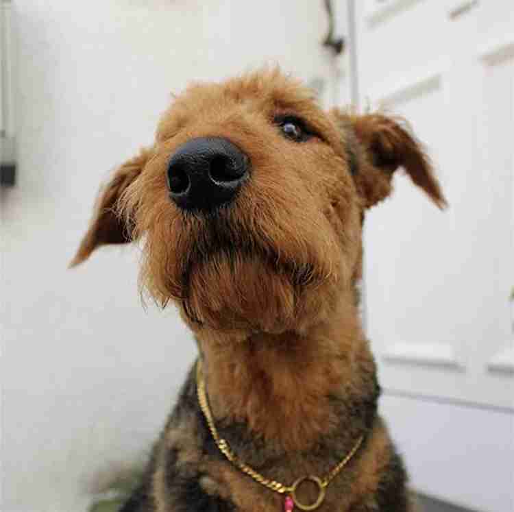 Gold metal dog collar best sale