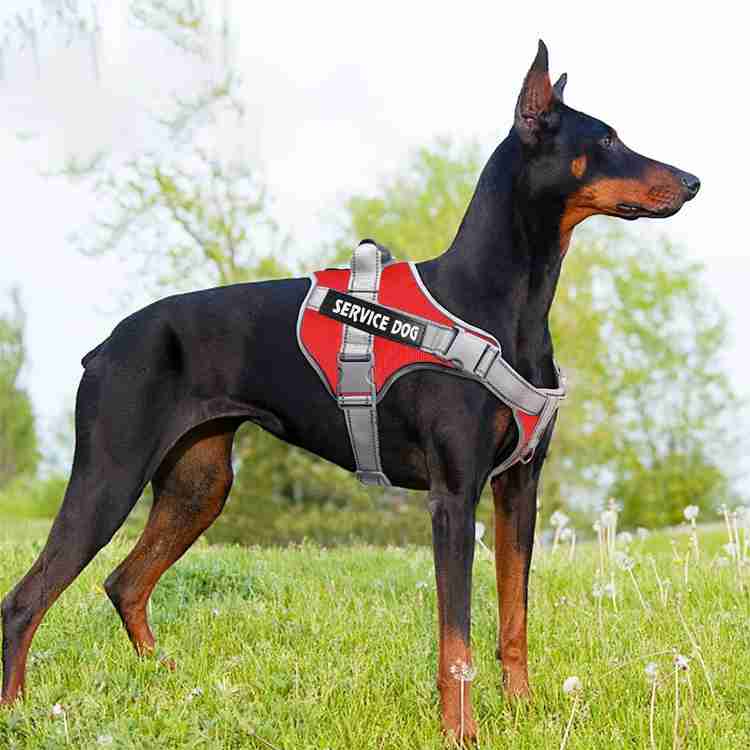 Qpets D Ring Dog Harness for Large Dogs with Safety Reflective