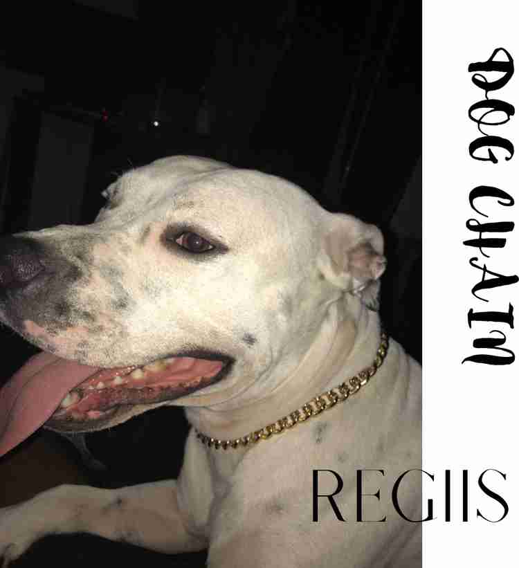 Dog brass chain clearance