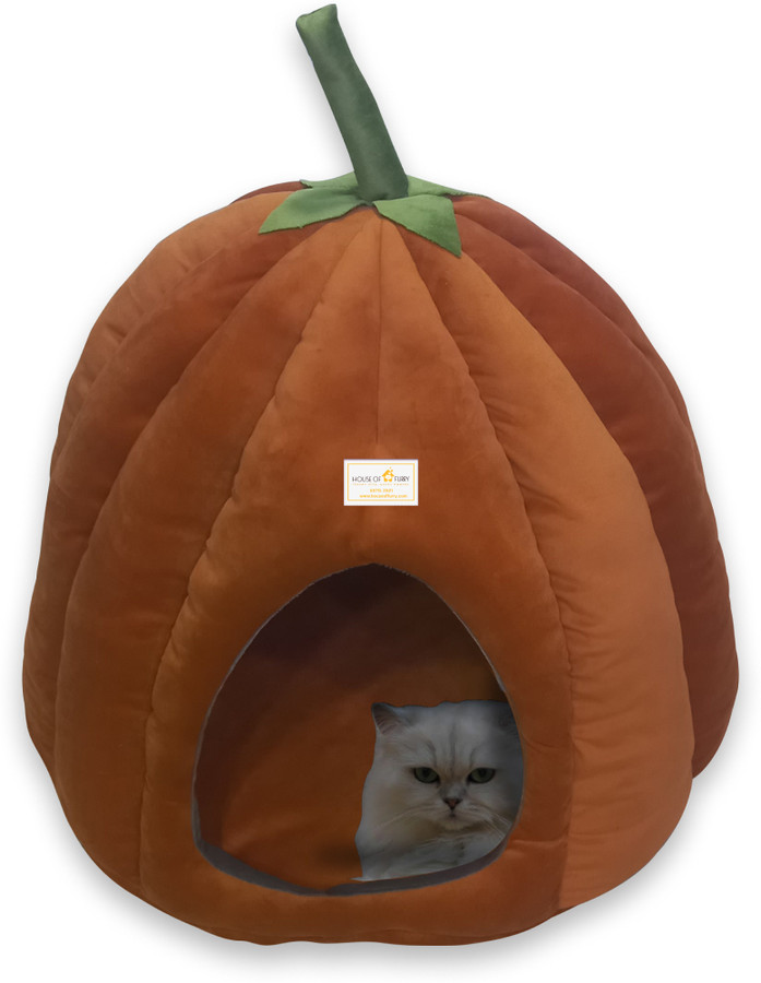 pumpkin petsmart