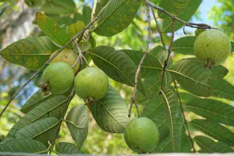KRISH FARM Guava Plant Price in India - Buy KRISH FARM Guava Plant online at Flipkart.com
